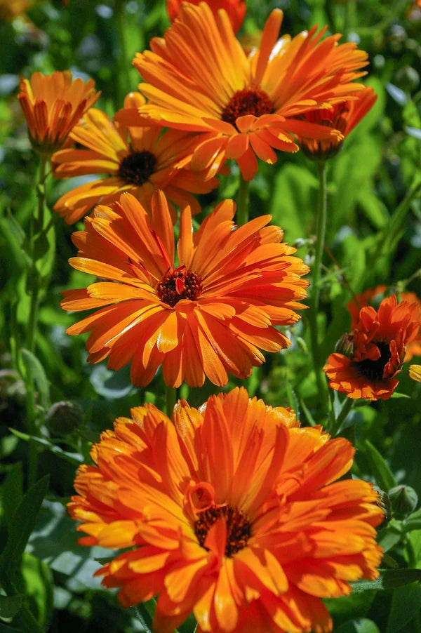 Medium Flower Box
