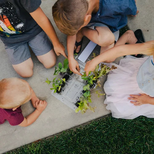 Small Veggie Garden Seasonal Subscription (Region 5)