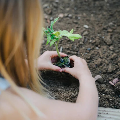 Small Veggie Garden Seasonal Subscription (Region 4)