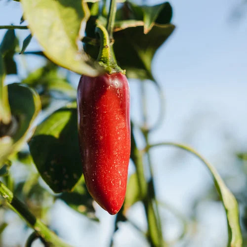 Small Veggie Garden Seasonal Subscription (Region 5)