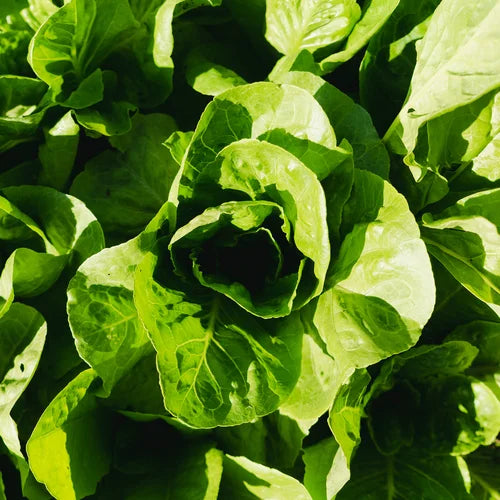 Small Veggie Garden Seasonal Subscription (Region 5)