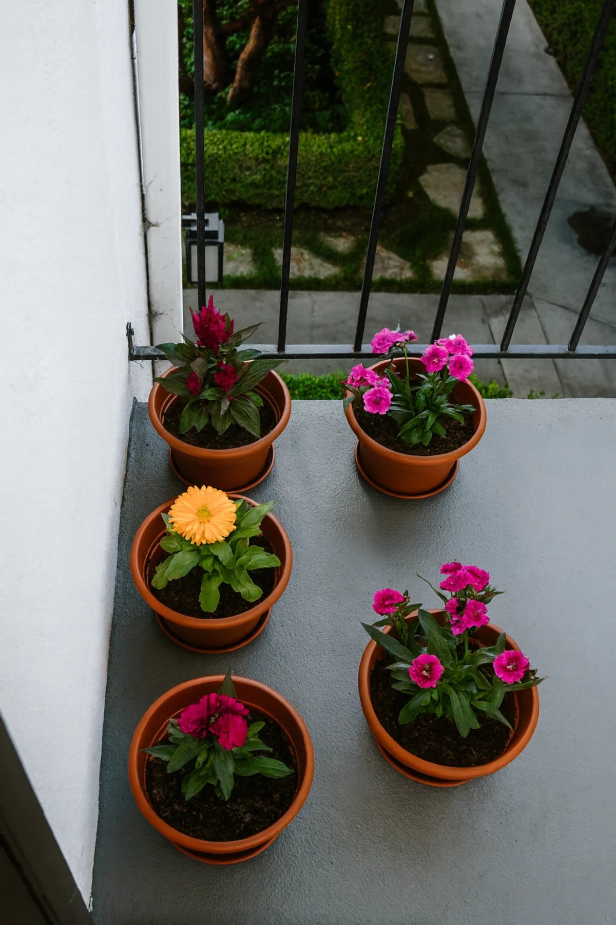 Flower Pot Kit with Plantlings