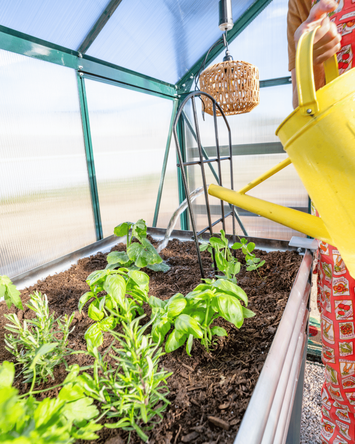 Two Elevated Garden Beds with Live Plantlings