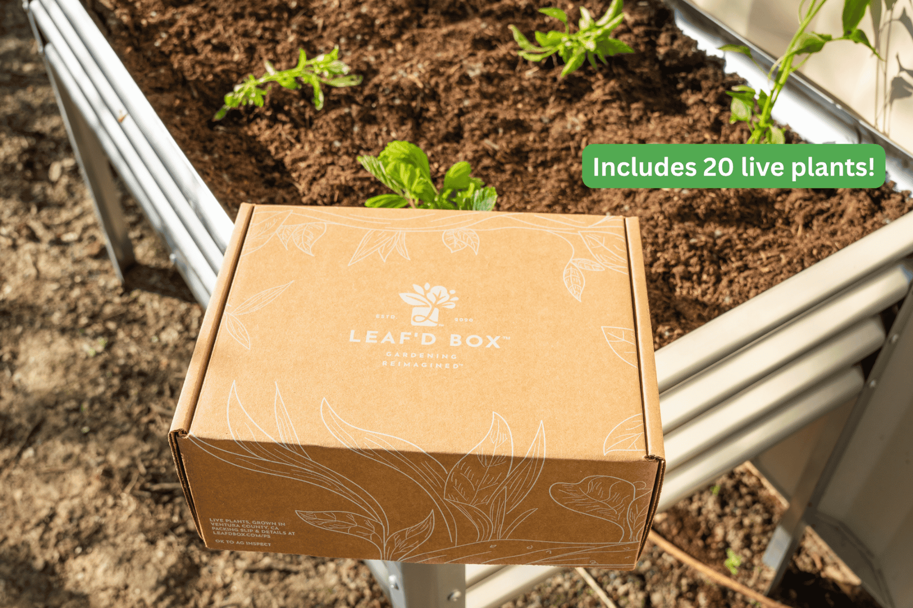 Two Elevated Garden Beds with Live Plantlings