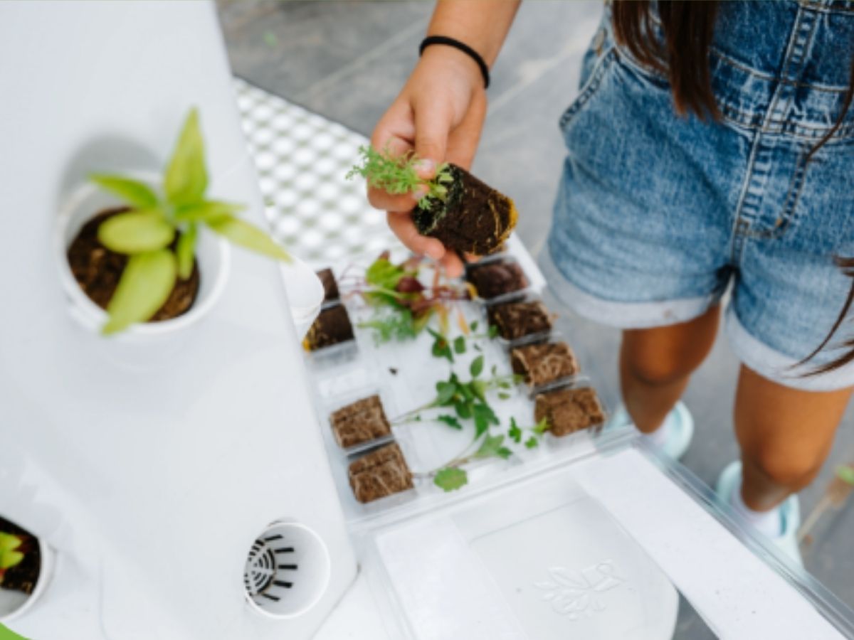 Person holding a seedling above an open shipping box containing young plants.