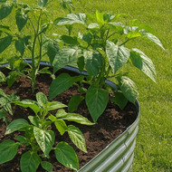 Garden Bed Plants (Region 1)