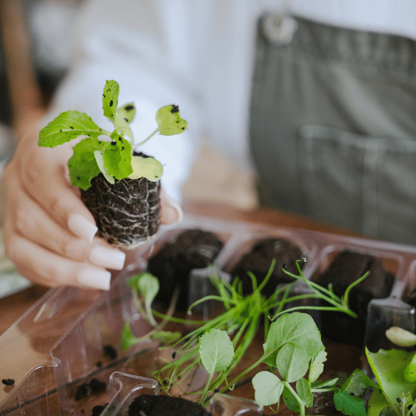 Indoor Hydroponic Tower Plant Refill