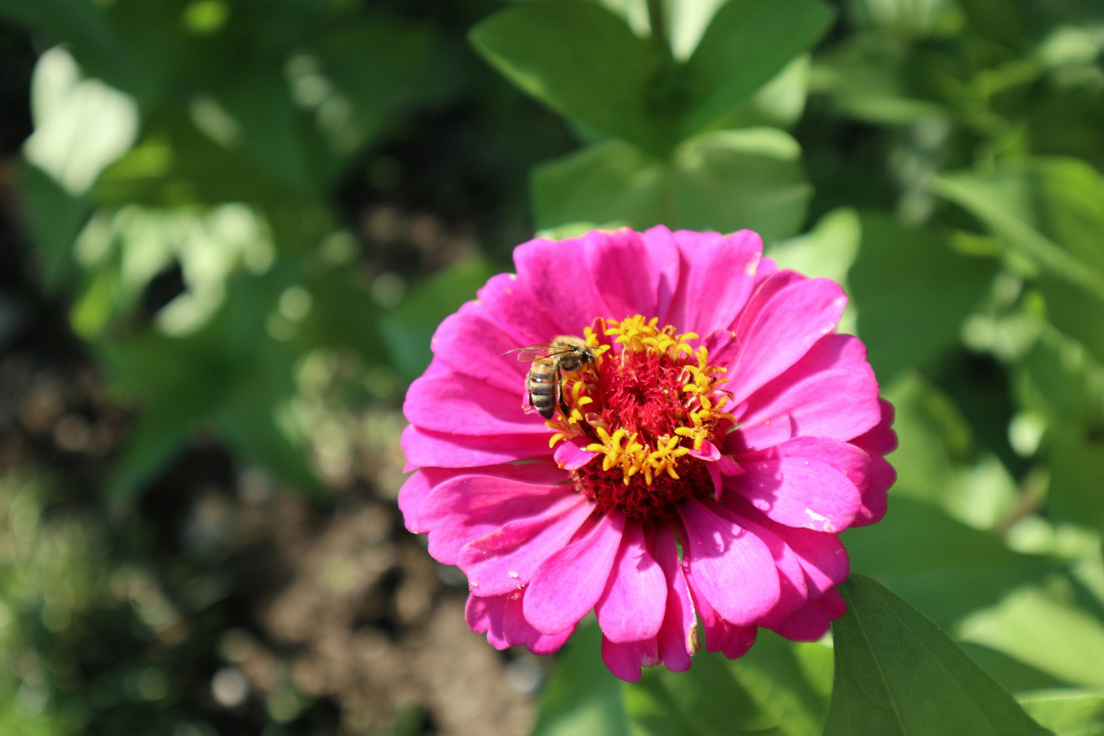 Small Flower Box Subscription