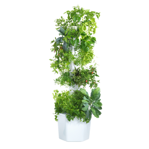 Outdoor Hydroponic Tower Kit with Science Curriculum (Region 1)