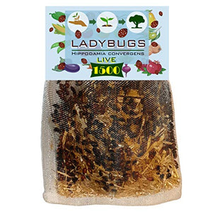 C & C 1500 Live Ladybugs for Garden - Bag of Live Ladybugs - Ladybugs for Sale - 1500 Ladybugs - Guaranteed Live Delivery