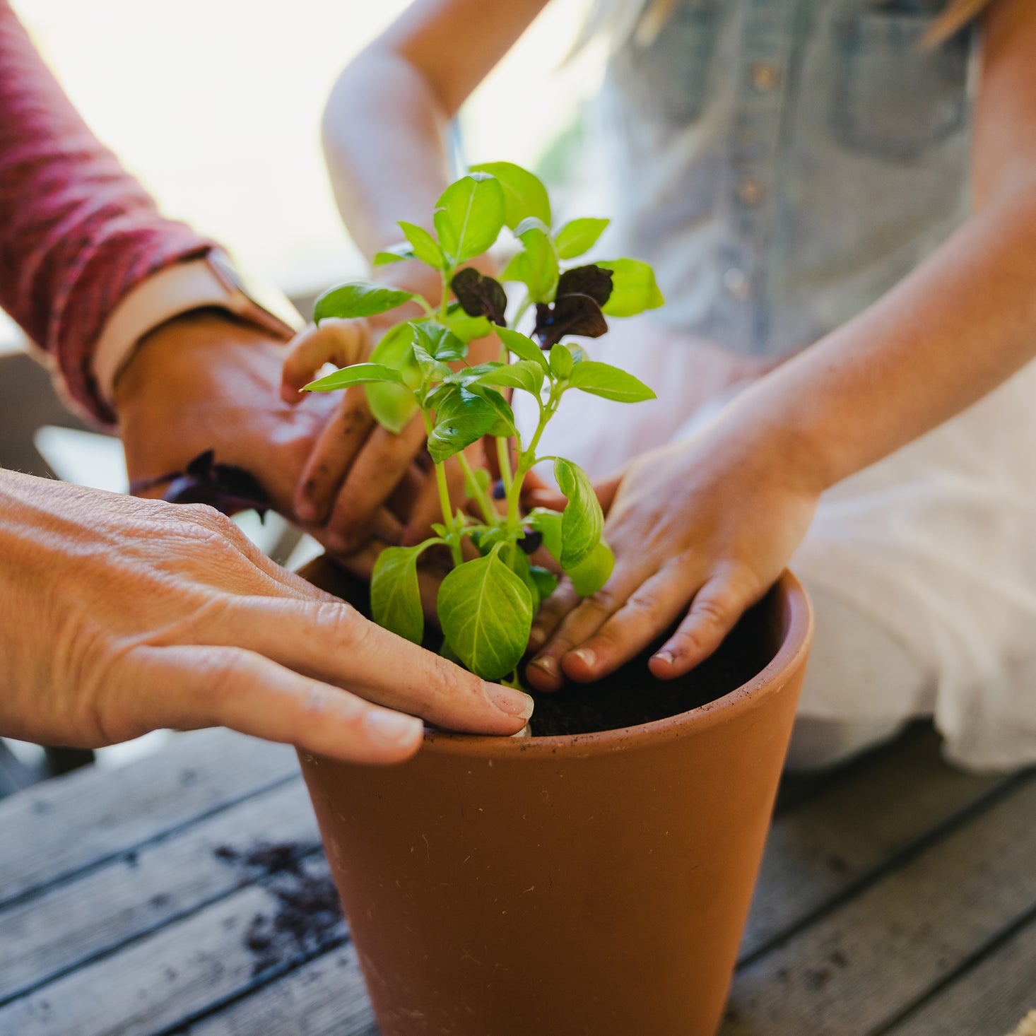 Herb Garden Seasonal Subscription Zone 8