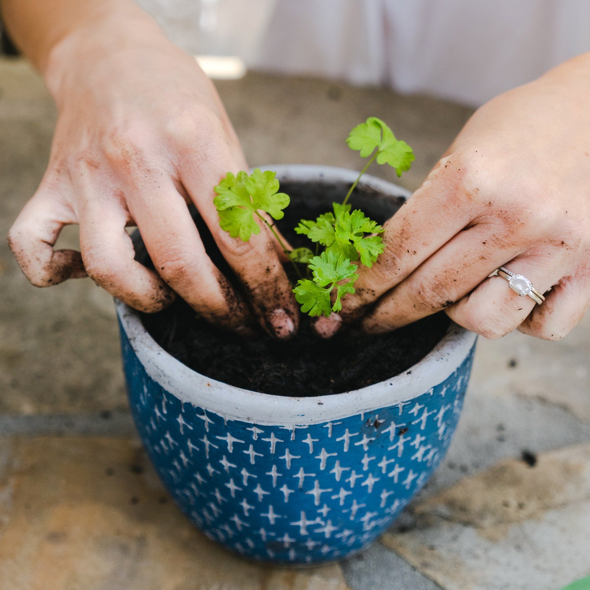 Herb Garden Seasonal Subscription Cold Climate