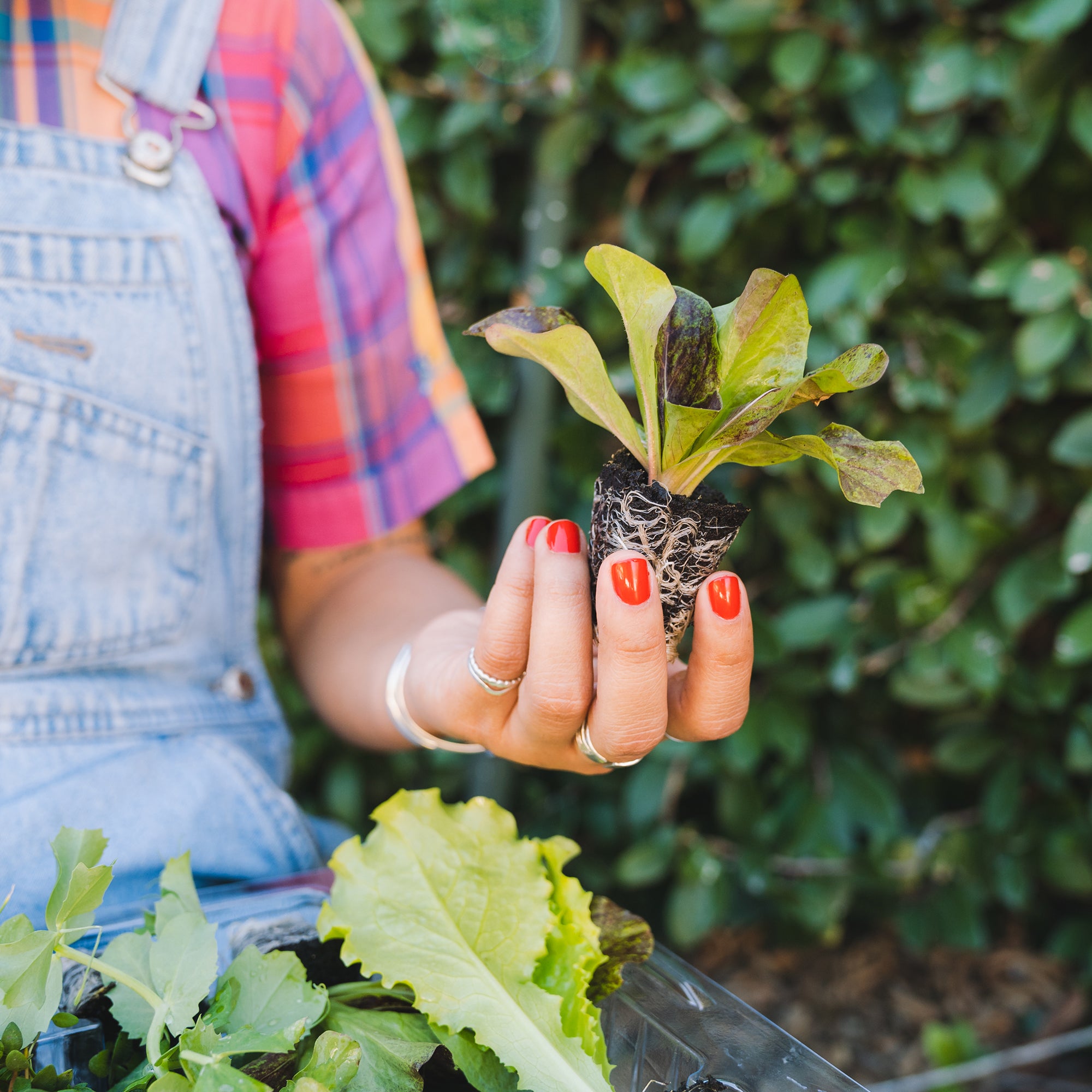 Medium Veggie Garden Seasonal Subscription