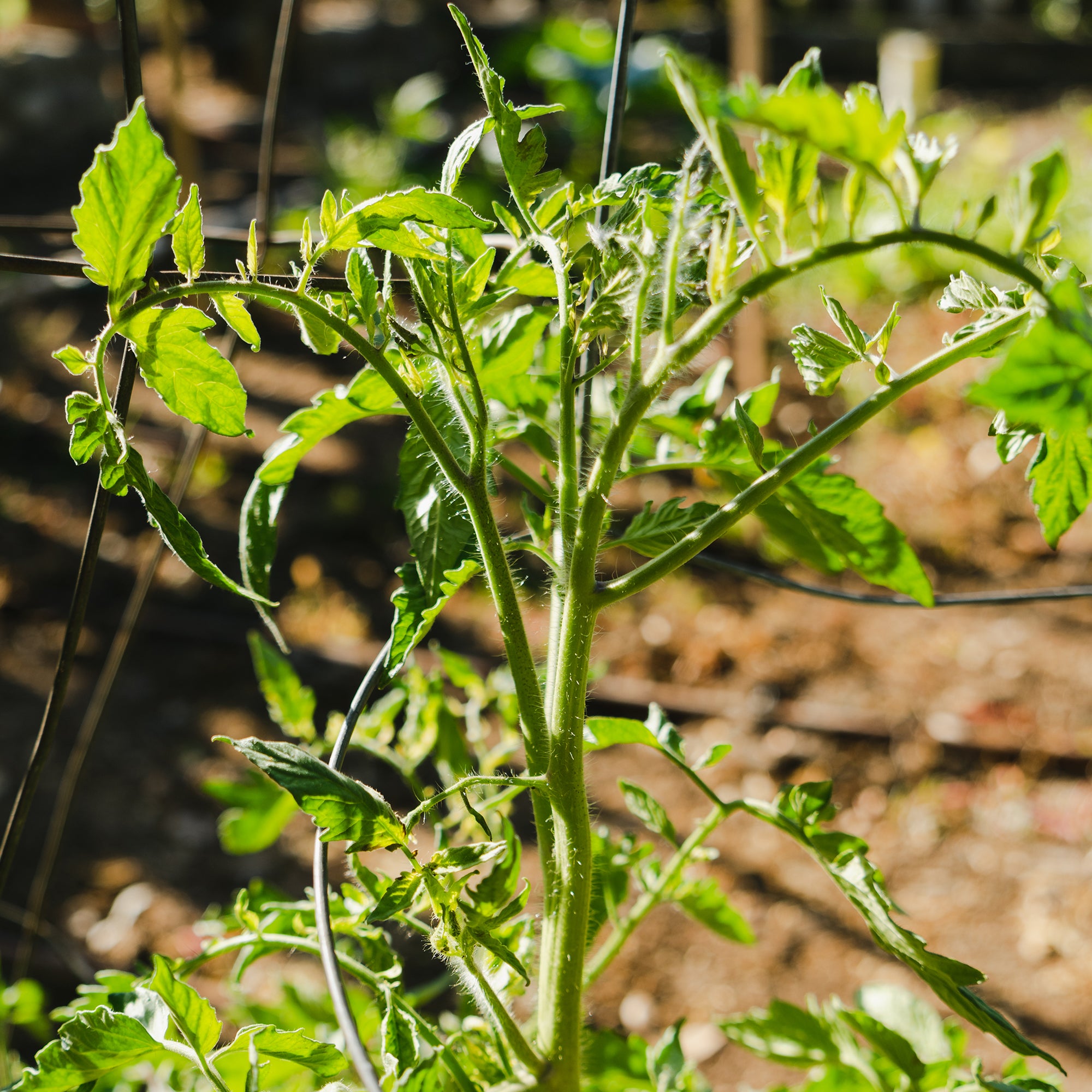 Medium Veggie Garden Seasonal Subscription Cold Climate