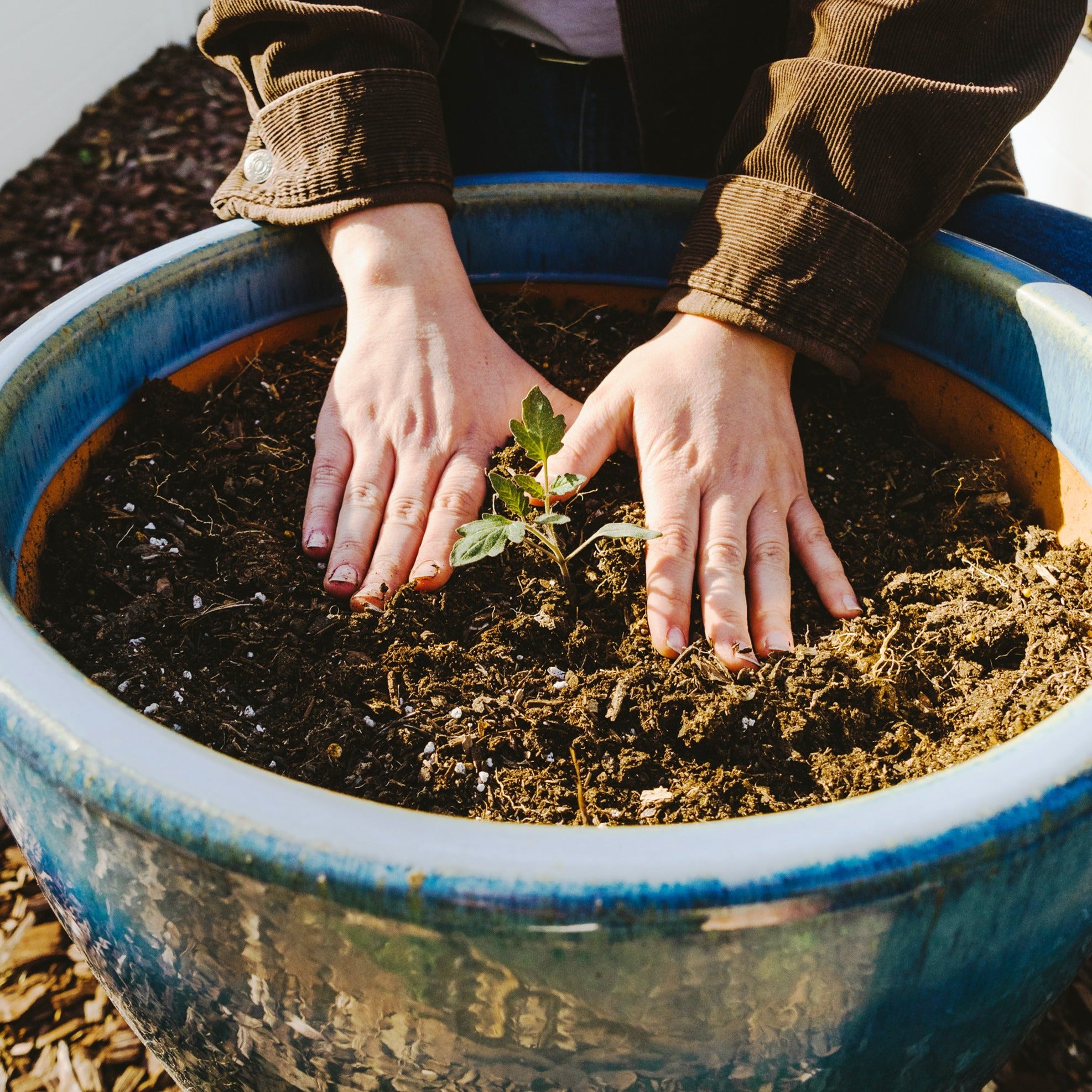 Medium Veggie Garden Seasonal Subscription