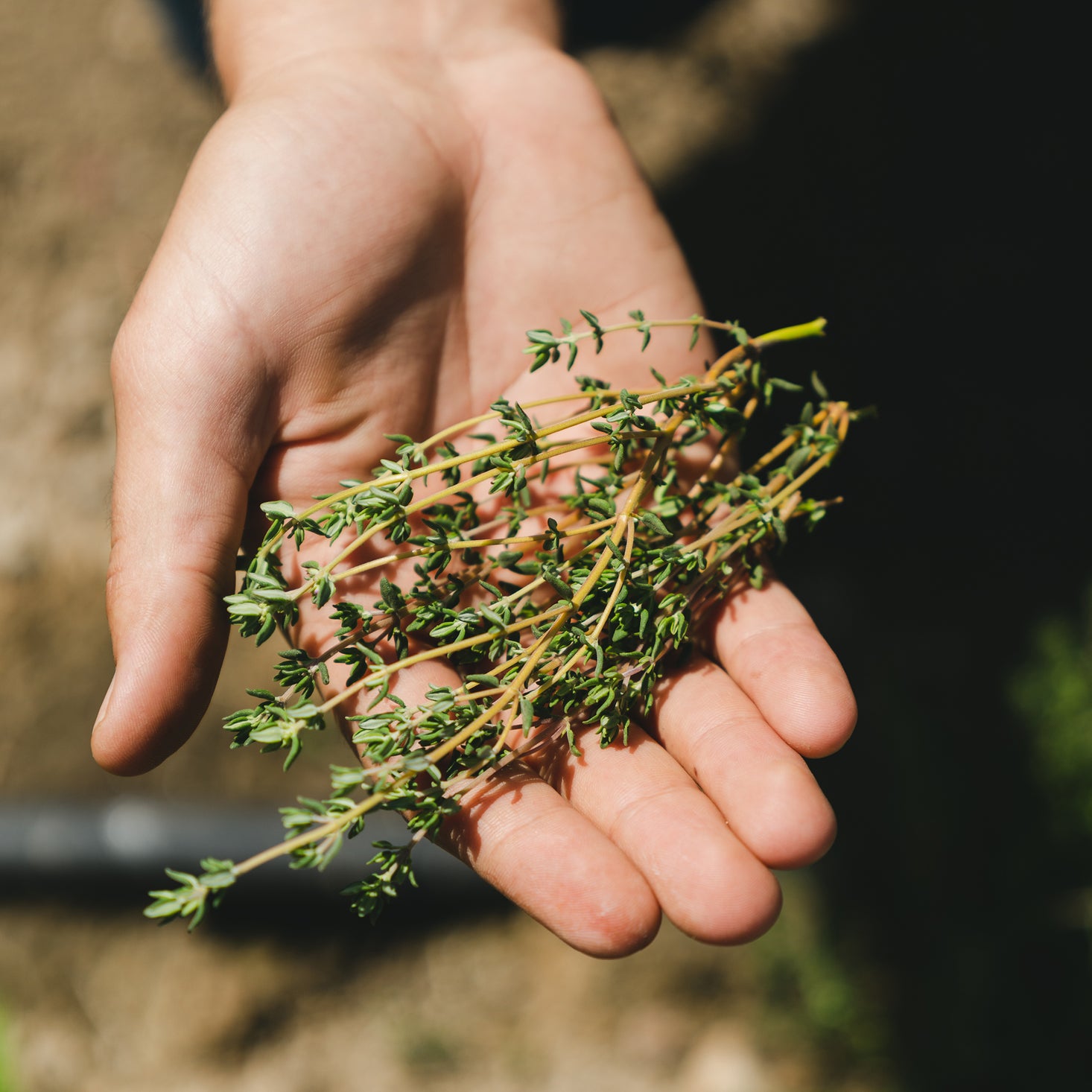 Herb Garden Seasonal Subscription Zone 8