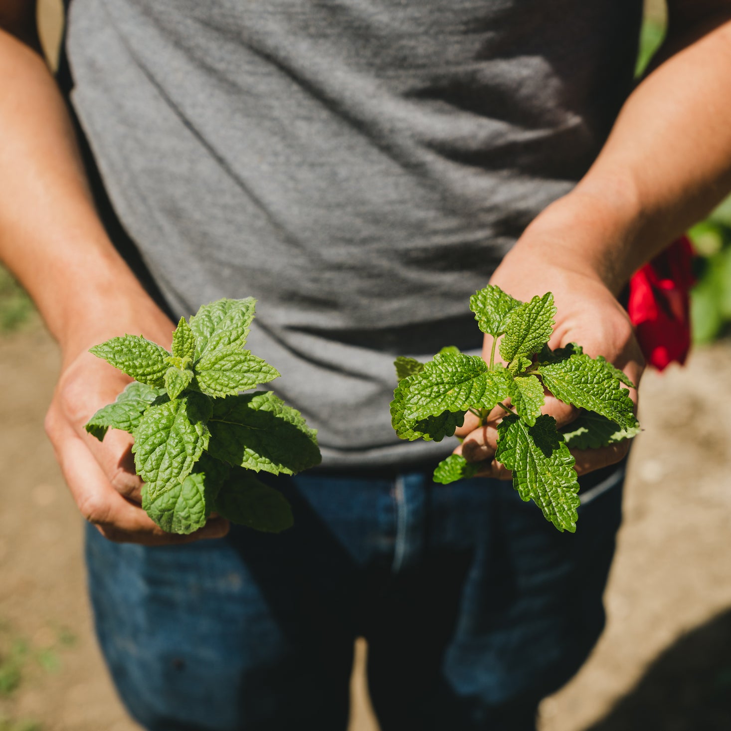 Herb Garden Seasonal Subscription Zone 8