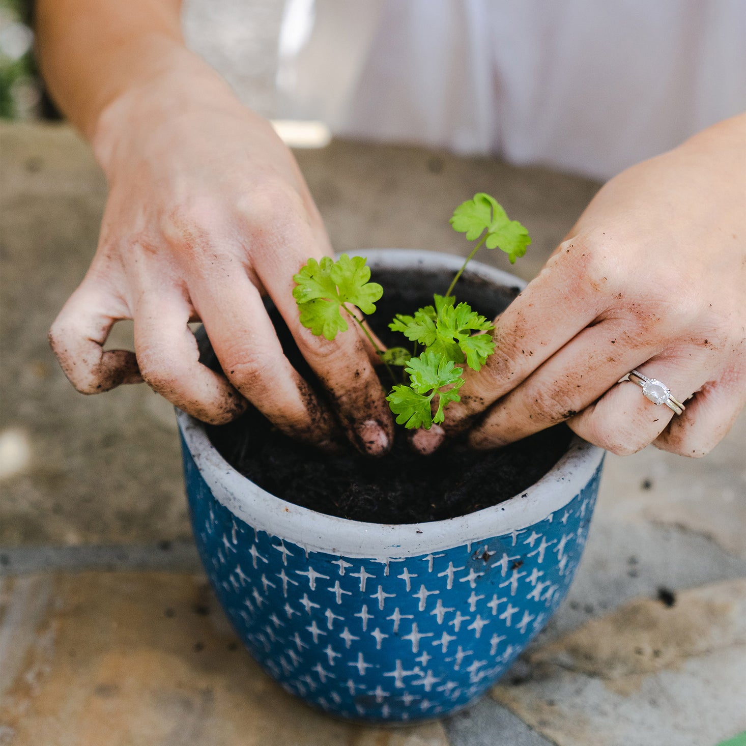 Herb Garden Seasonal Subscription