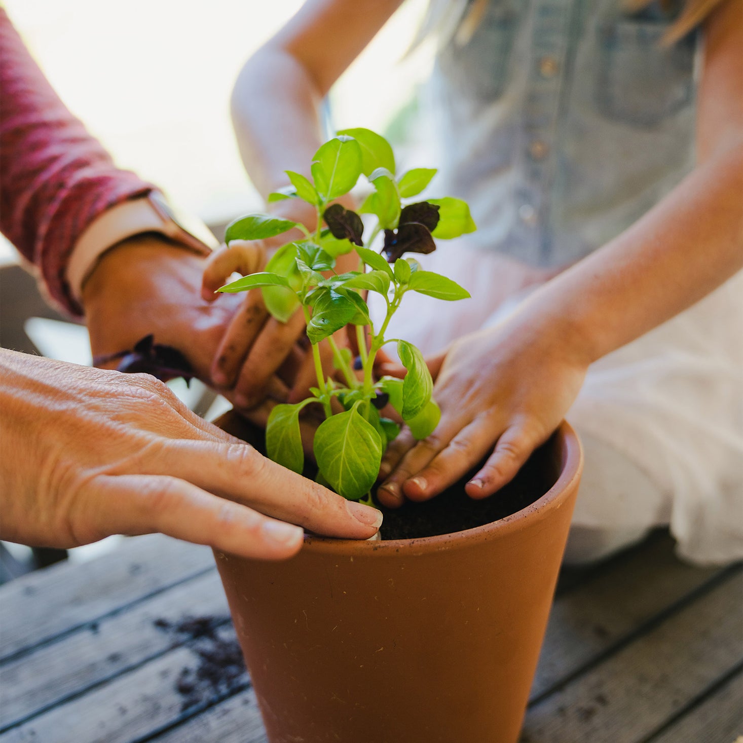 Herb Garden Seasonal Subscription