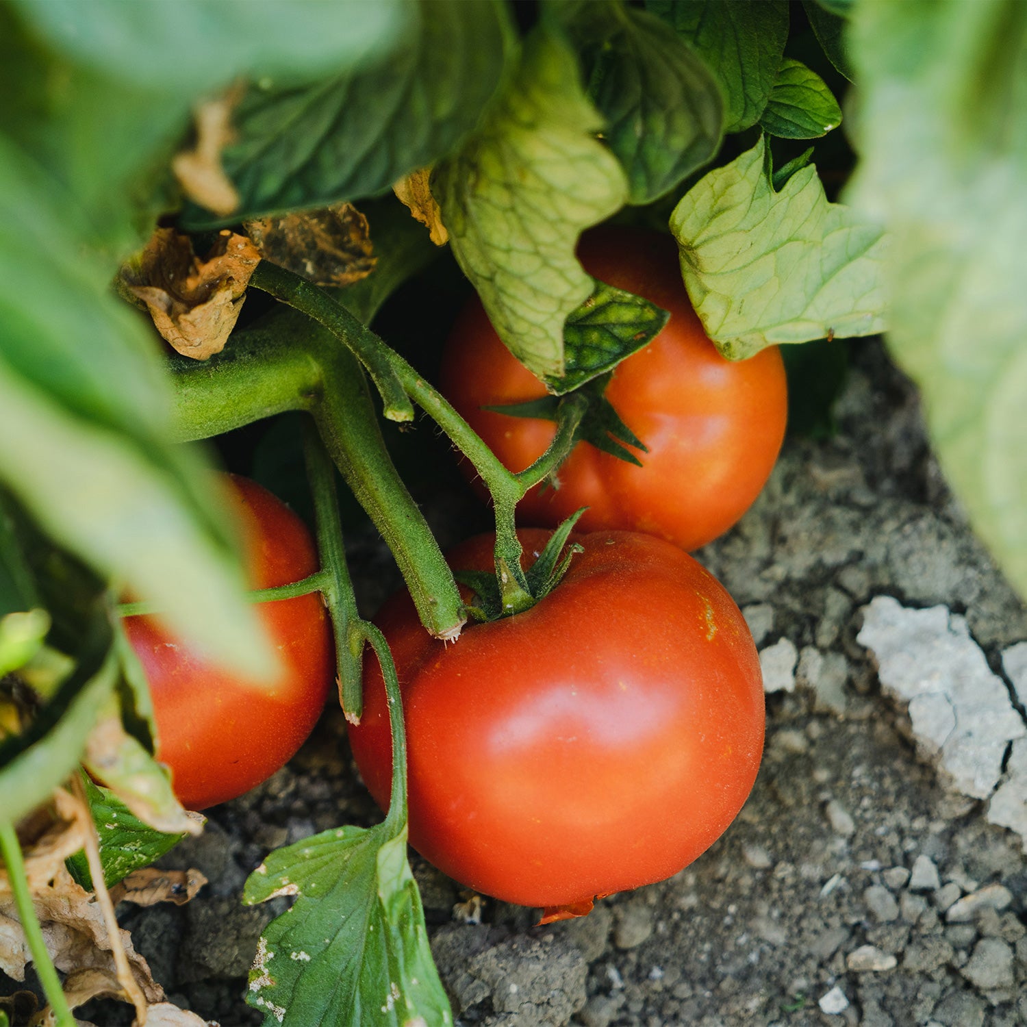 Small Veggie Garden Seasonal Subscription