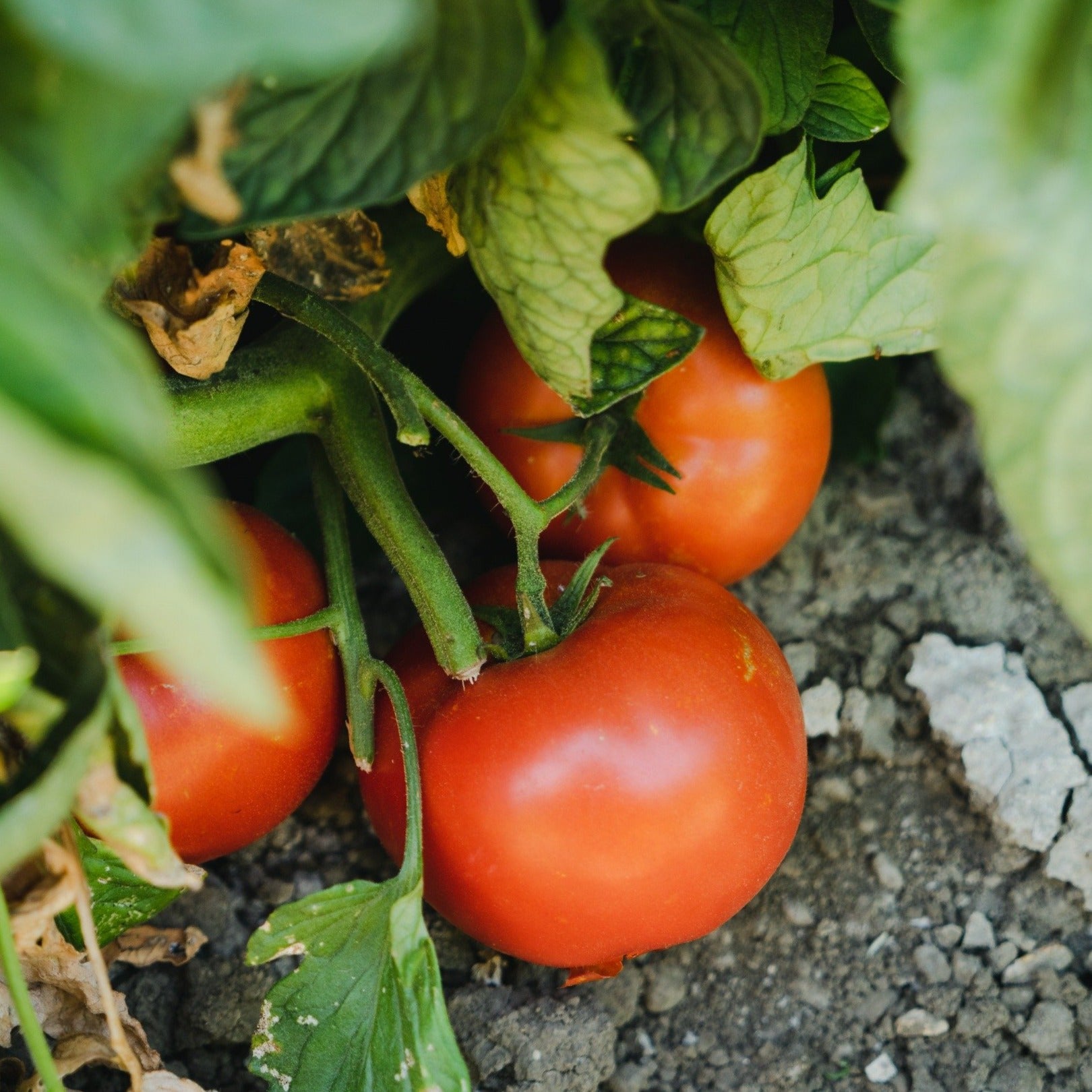 Large Veggie Garden Seasonal Subscription Cold Climate